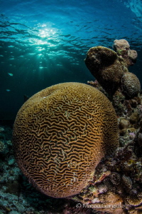 Brain Coral at sunset by Marco Gargiulo 